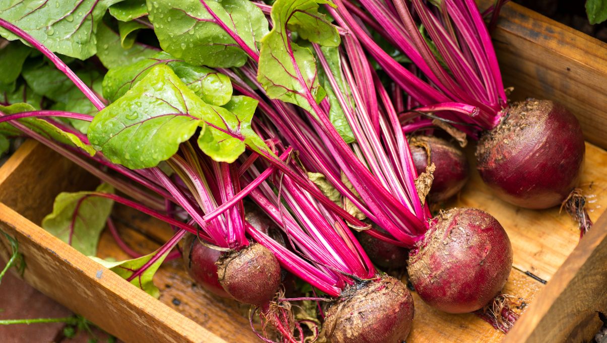 HowtoGrowBeets